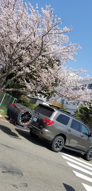 神奈川県　ポンタ さん　セコイア